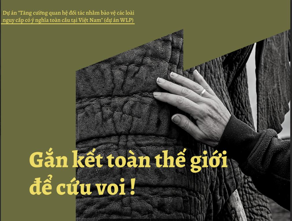 Cứu Voi Việt Nam: Từ Tình Trạng "Rất Nguy Cấp" Đến Những Nỗ Lực Bảo Tồn Quyết Liệt